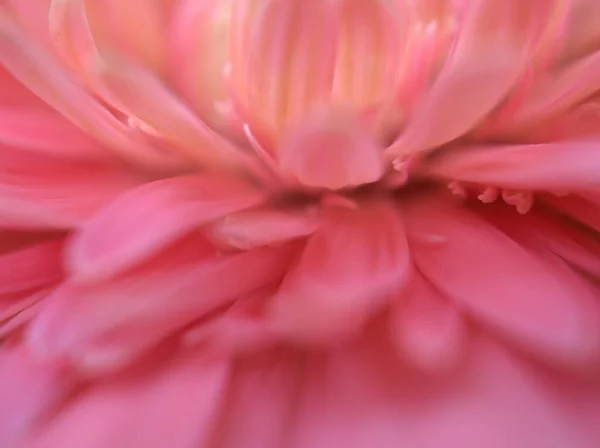 Fechar Pétalas Rosa Margarida Comum Transvaal Flor Com Fundo Embaçado — Fotografia de Stock
