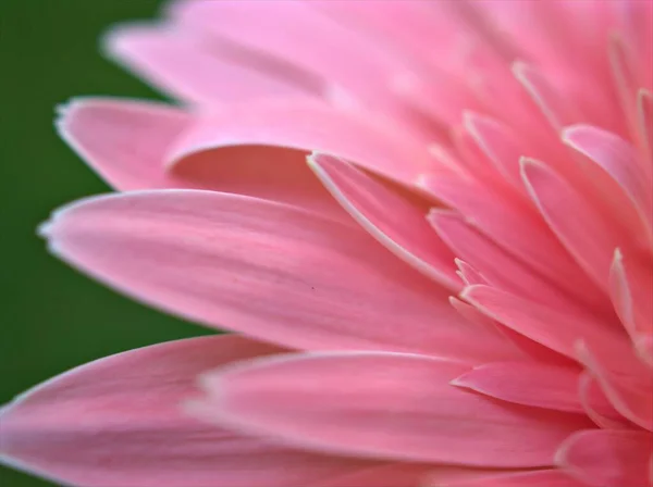 Nahaufnahme Rosa Blütenblätter Von Gänseblümchen Transvaal Mit Hellem Verschwommenem Hintergrund — Stockfoto