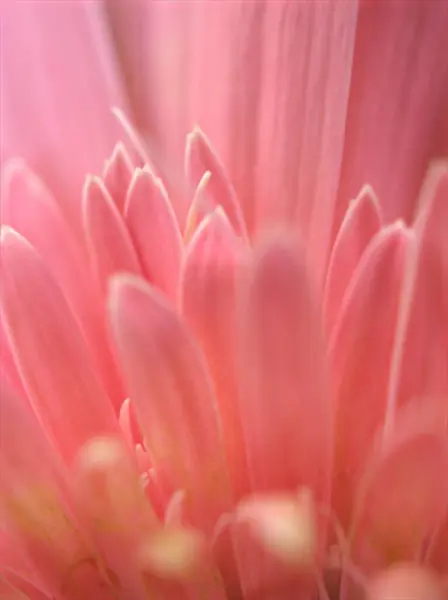 Nahaufnahme Rosa Blütenblätter Von Gänseblümchen Transvaal Mit Hellem Verschwommenem Hintergrund — Stockfoto