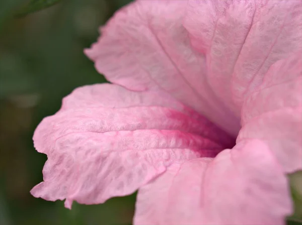 Крупним Планом Рожевий Пелюстка Квітки Рожевої Дикої Петунії Розмитим Макрозображенням — стокове фото