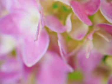Hydrangea çiçeklerinin kapalı pembe yaprakları arka planda bulanık bitkiler, makro görüntü, kart tasarımı için tatlı bir renk