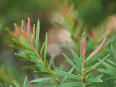 Yakın plan pembe Ellwood 'un altın yaprağı (chamaecyparis lawoniana) bahçedeki çam yaprakları yumuşak odaklı ve yeşil arka plan için bulanık, makro görüntü, tatlı renk