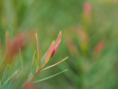 Yakın plan pembe Ellwood 'un altın yaprağı (chamaecyparis lawoniana) bahçedeki çam yaprakları yumuşak odaklı ve yeşil arka plan için bulanık, makro görüntü, tatlı renk