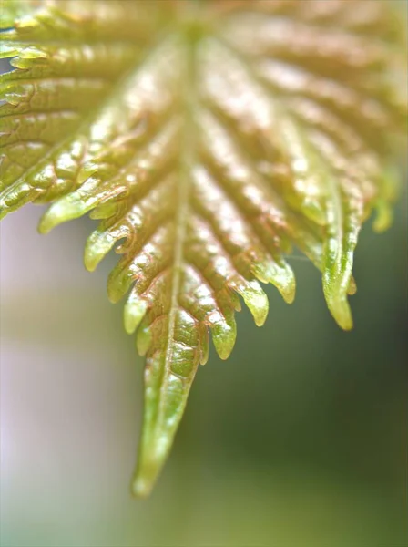 ソフトフォーカスと背景 甘い色 カードデザインのためのピンクの性質の葉のためにぼやけて植物のクローズアップマクロ緑の若い葉 — ストック写真