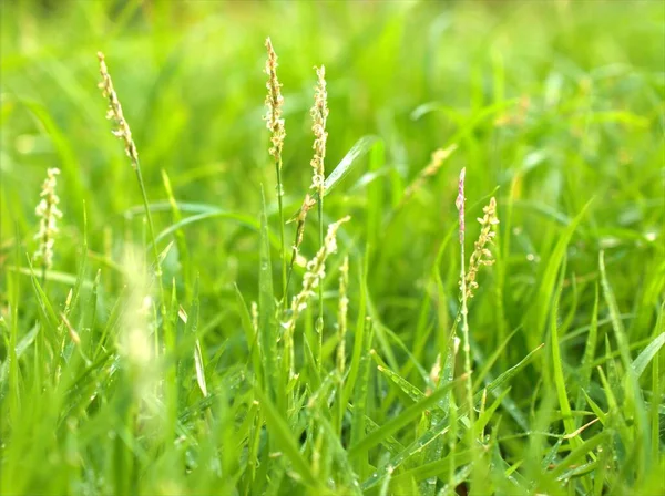 Gros Plan Herbe Verte Fraîche Avec Fond Flou Fond Feuilles — Photo