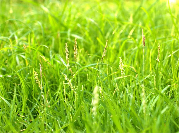 Zbliżenie Świeża Zielona Trawa Rozmytym Tłem Natura Pozostawia Tło Makro — Zdjęcie stockowe