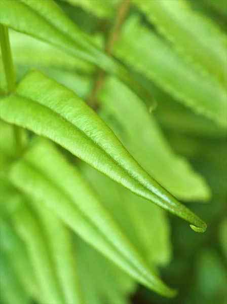 Närbild Makro Gröna Unga Blad Växt Med Mjuk Fokus Och — Stockfoto