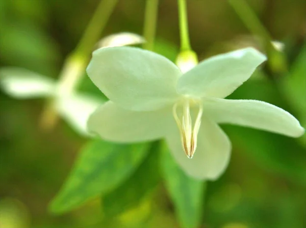 Zbliżenie Białe Płatki Wody Jaśminu Kwiaty Roślin Ogrodzie Zielonym Rozmazanym — Zdjęcie stockowe