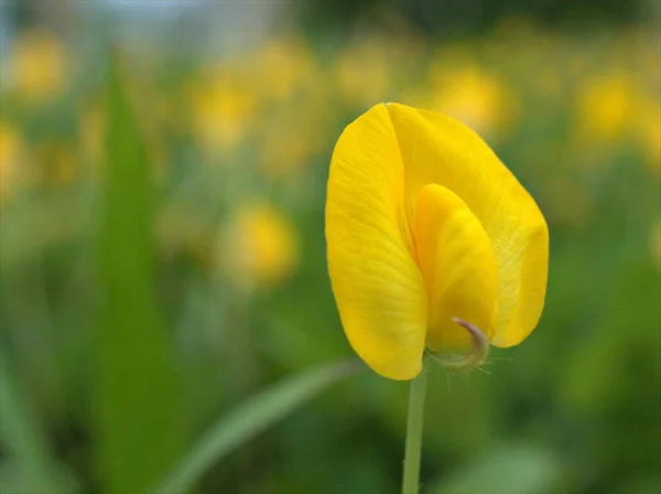 매크로 이미지 디자인에 수있는 색깔의 Arachis Pintoi Duranensis 의노란 — 스톡 사진