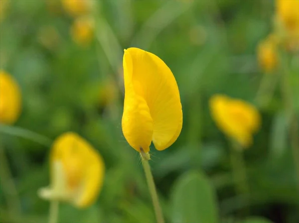 Zbliżenie Żółte Płatki Arachis Pintoi Duranensis Roślin Kwiatowych Rozmytym Tle — Zdjęcie stockowe