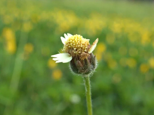 Closeup Amarelo Tridex Procumbens Tridex Daisy Flores Plantas Jardim Com — Fotografia de Stock