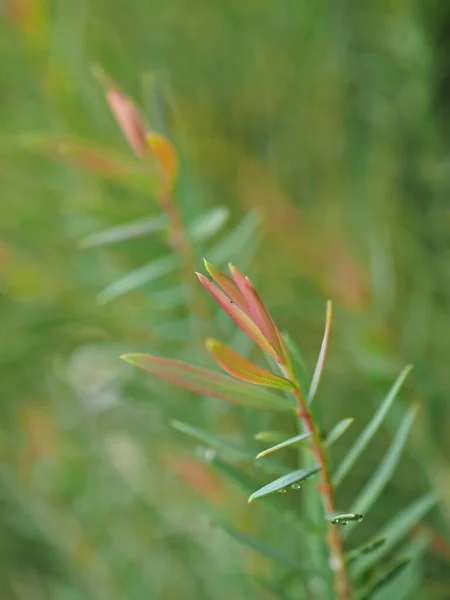 Крупный План Розовый Ellwood Золотой Лист Chamaecyparis Lawoniana Сосновые Листья — стоковое фото