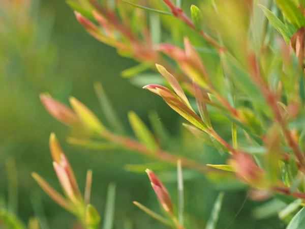 Closeup pink Ellwood\'s gold leaf (chamaecyparis lawoniana) pine leaves in garden  with soft focus and green blurred for background ,macro image,sweet color for card design