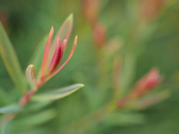 Closeup pink Ellwood\'s gold leaf (chamaecyparis lawoniana) pine leaves in garden  with soft focus and green blurred for background ,macro image,sweet color for card design