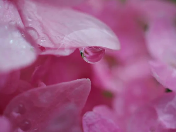 Nahaufnahme Rosa Blütenblätter Von Hortensienblüten Pflanzen Garten Mit Verschwommenem Hintergrund — Stockfoto