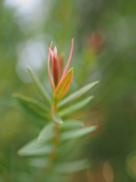 Closeup Pink Ellwood Gold Leaf Chamaecyparis Lawoniana Pine Leaves Garden — Stock Photo, Image