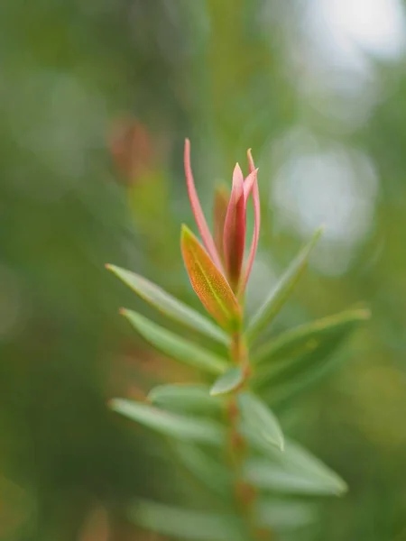 Closeup Pink Ellwood Gold Leaf Chamaecyparis Lawoniana Pine Leaves Garden — Stock Photo, Image