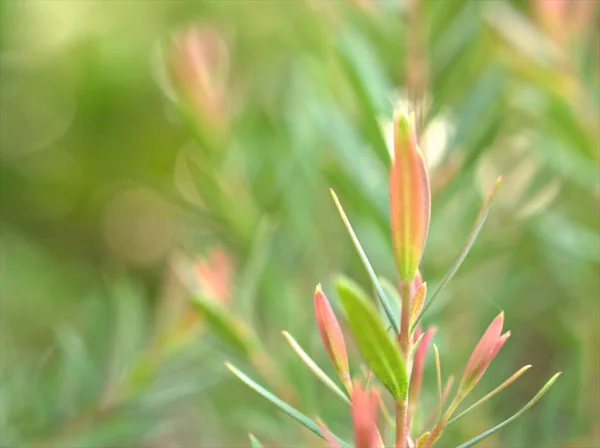 Nahaufnahme Rosa Ellwood Blattgold Chamaecyparis Lawoniana Kiefernblätter Garten Mit Weichem — Stockfoto