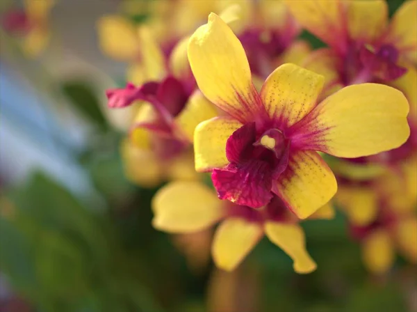 Κοντινό Πλάνο Κίτρινα Πέταλα Ορχιδέας Dendrobium Nobile Λουλούδια Φυτά Στον — Φωτογραφία Αρχείου