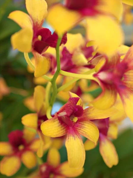 Detailní Žluté Okvětní Lístky Orchidejí Dendrobium Nobile Květiny Rostliny Zahradě — Stock fotografie