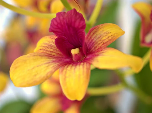 Detailní Žluté Okvětní Lístky Orchidejí Dendrobium Nobile Květiny Rostliny Zahradě — Stock fotografie