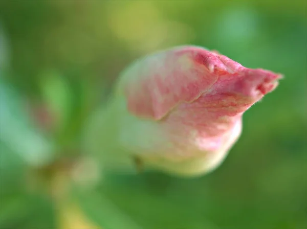 사막의 분홍색 꽃봉오리 클로즈업 정원에 부드러운 초점과 매크로 이미지 색상과 — 스톡 사진