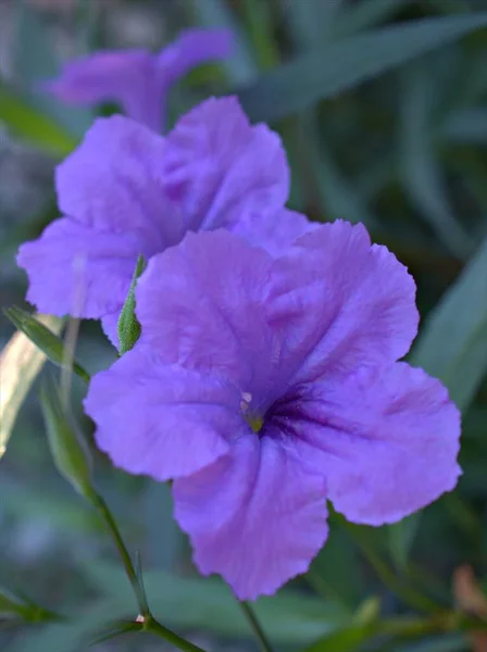 Närbild Rosa Lila Ruellia Tuberosa Simplex Vilda Petunia Blommor Trädgården — Stockfoto