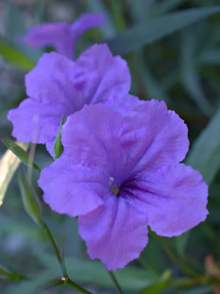 Nahaufnahme Rosa Lila Ruellia Tuberosa Simplex Wilde Petunienblüten Garten Mit — Stockfoto