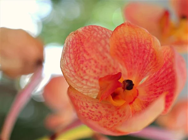 Detailní Okvětní Lístky Oranžové Orchideje Vanda Květinové Rostliny Zahradě Rozmazaným — Stock fotografie
