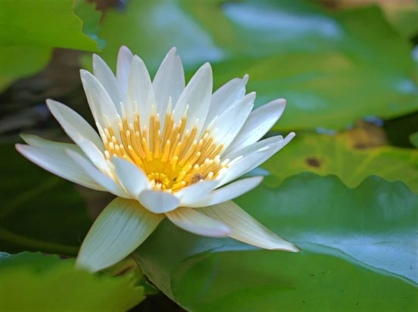 Closeup White Water Lily Lotus Flower Garden Green Blurred Background — Stock Photo, Image