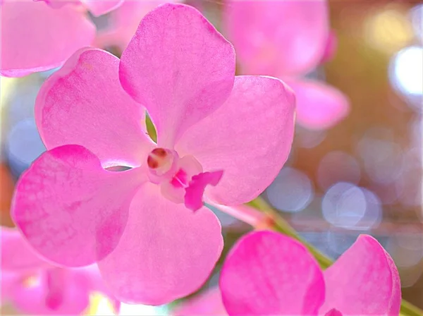 Nahaufnahme Blütenblätter Lila Orchidee Vanda Blumen Pflanzen Garten Mit Verschwommenem — Stockfoto