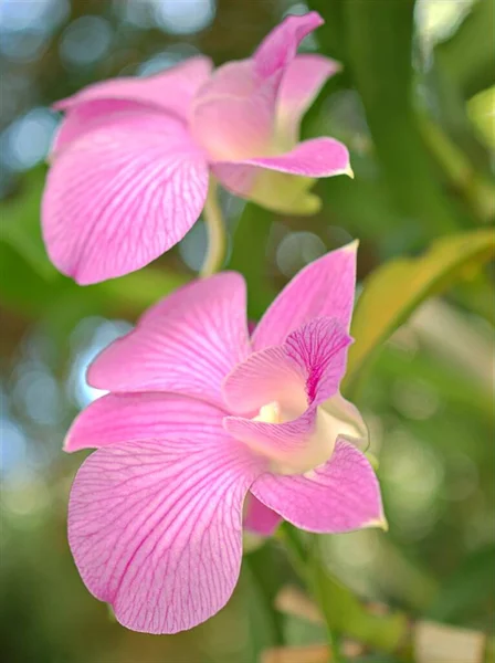 Detailní Okvětní Lístky Růžové Orchideje Kuchařské Město Květiny Zahradě Zeleným — Stock fotografie