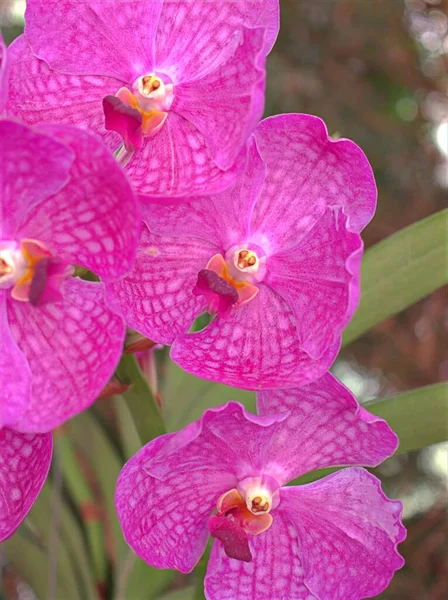 Detailní Okvětní Lístky Fialová Orchidej Vanda Květiny Rostliny Zahradě Rozmazaným — Stock fotografie
