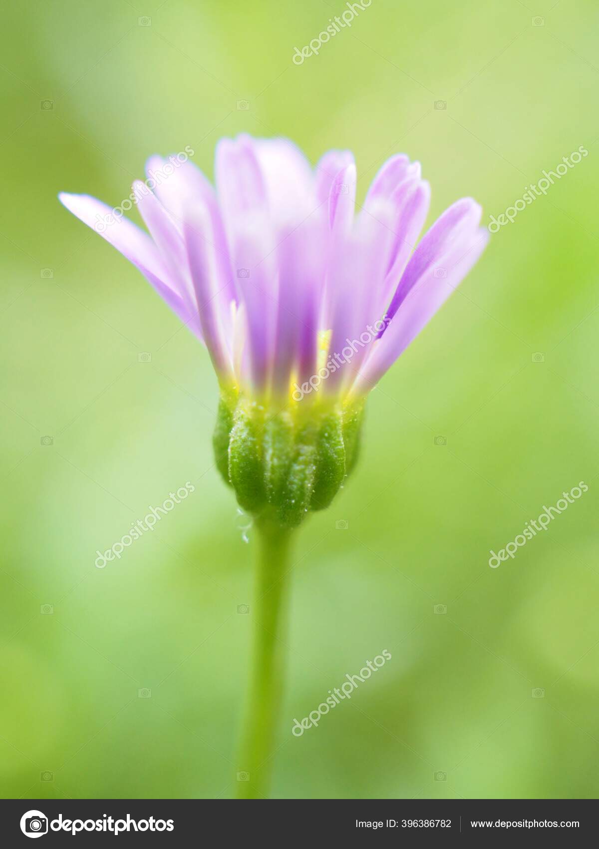 Kelopak Tertutup Ungu Biola Bunga Daisy Kebun Dengan Latar Belakang Stok Foto C Suganyasopat 396386782