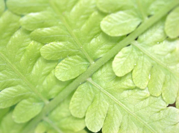 Szekrény Zöld Levél Páfrány Növény Kertben Homályos Háttér Makro Kép — Stock Fotó