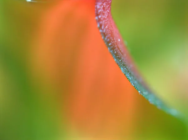 Kapalı Pembe Yaprak Çiçek Yaprakları Yumuşak Odaklı Bulanık Arkaplan Makro — Stok fotoğraf