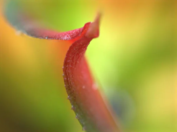 Kapalı Pembe Yaprak Çiçek Yaprakları Yumuşak Odaklı Bulanık Arkaplan Makro — Stok fotoğraf