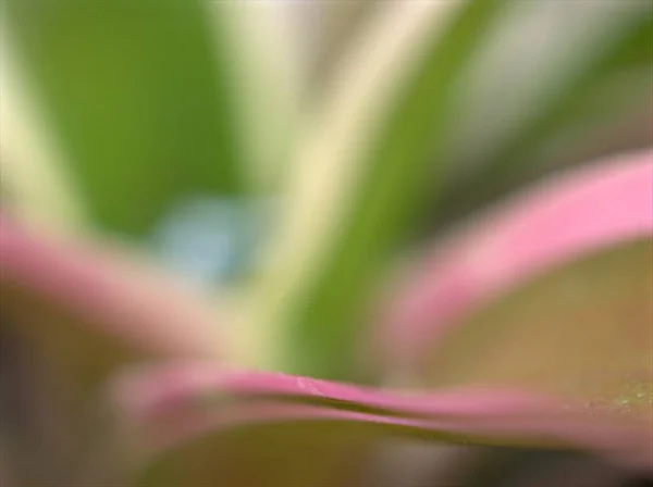 Крупный План Розовый Лист Лепестки Цветочного Растения Мягким Фокусом Размытым — стоковое фото
