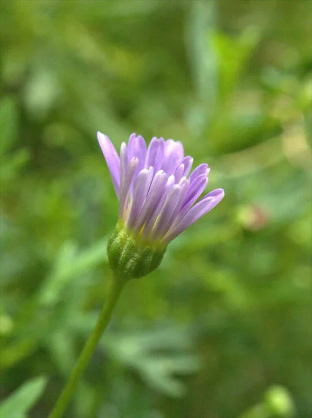 Nahaufnahme Blütenblätter Lila Violett Von Gänseblümchen Garten Mit Grün Verschwommenem — Stockfoto