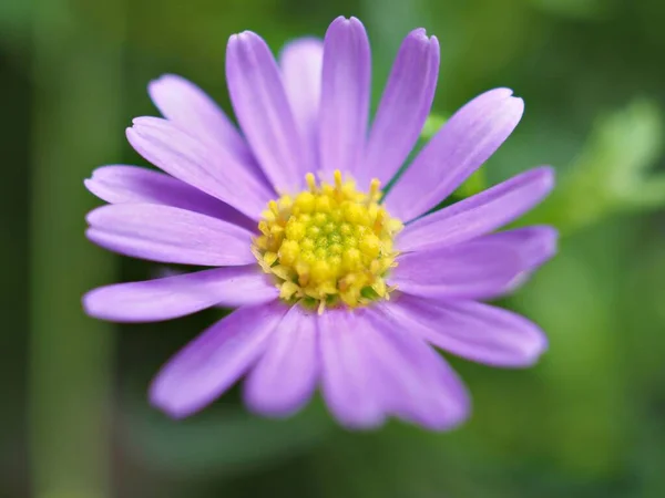 Pétalas Close Roxo Violeta Flores Margarida Jardim Com Fundo Borrado — Fotografia de Stock