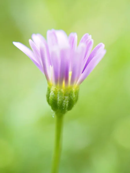 Płatki Zbliżeniowe Fioletowy Skrzypce Stokrotki Kwiaty Ogrodzie Zielonym Rozmazanym Tle — Zdjęcie stockowe