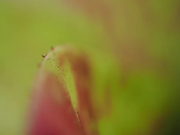 Closeup Pink Folha Verde Planta Com Imagem Macro Foco Suave — Fotografia de Stock