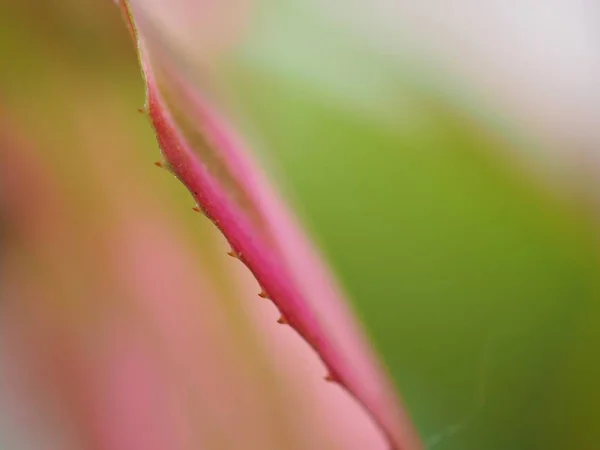マクロ画像とソフトフォーカス ぼやけた背景 甘い色 抽象的な背景を持つ植物のクローズアップピンク 緑の葉 — ストック写真