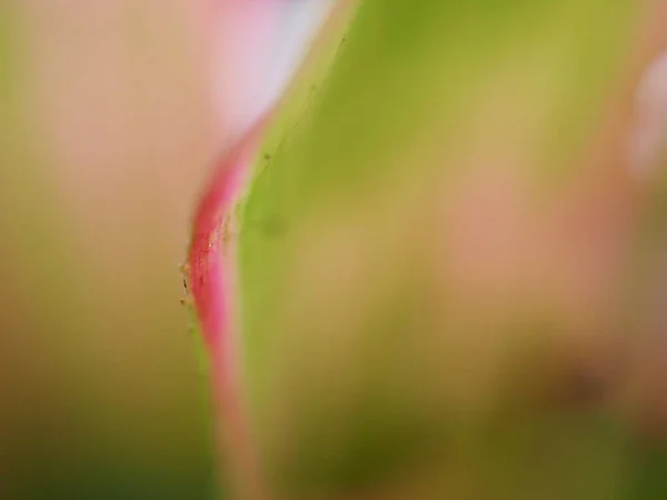 マクロ画像とソフトフォーカス ぼやけた背景 甘い色 抽象的な背景を持つ植物のクローズアップピンク 緑の葉 — ストック写真