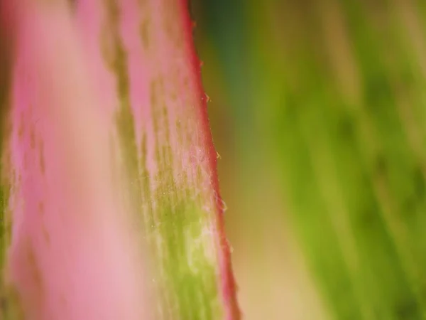 Gros Plan Rose Feuille Verte Plante Avec Macro Image Mise — Photo