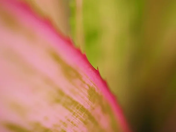 Kapalı Pembe Makro Resim Yumuşak Odaklı Bitkinin Yeşil Yaprağı Bulanık — Stok fotoğraf