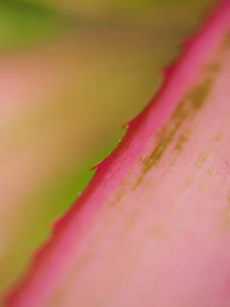 Closeup Pink Folha Verde Planta Com Imagem Macro Foco Suave — Fotografia de Stock