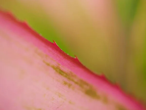 Primer Plano Rosado Hoja Verde Planta Con Macro Imagen Enfoque —  Fotos de Stock