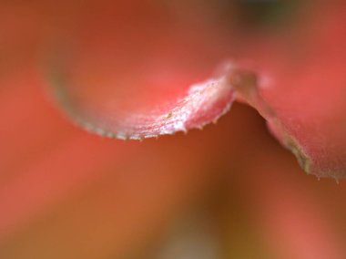 Kapalı makro bitki yaprağı, yumuşak kırmızı yaprak odaklı, soyut arkaplan, tatlı renkli bulanık fotoğraf, parlak duvar kağıdı, kart tasarımı için doğa yaprakları