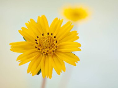 Yakın plan sarı papatya (Sphagneticola trilobata) çiçeği parlak arkaplan, makro resim, tatlı renk, kart tasarımı için klasik tarz